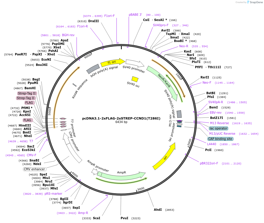 172645-plasmid-map-sequence-id-340128