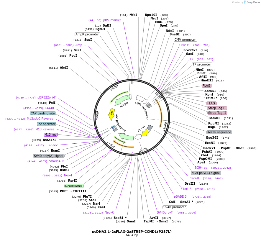 172646-plasmid-map-sequence-id-340129