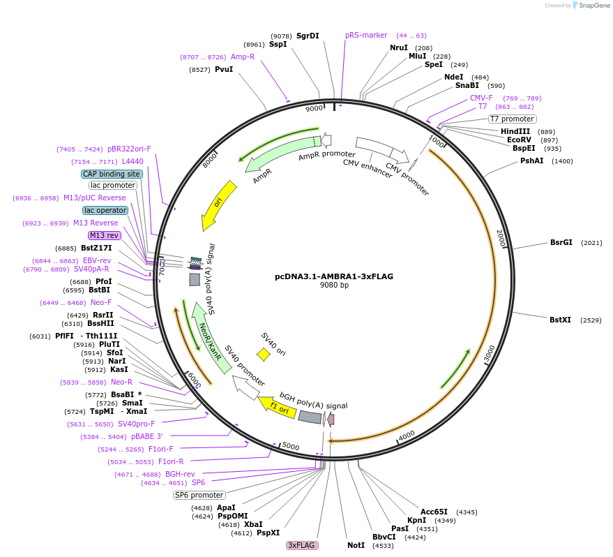 172605-plasmid-map-sequence-id-340135