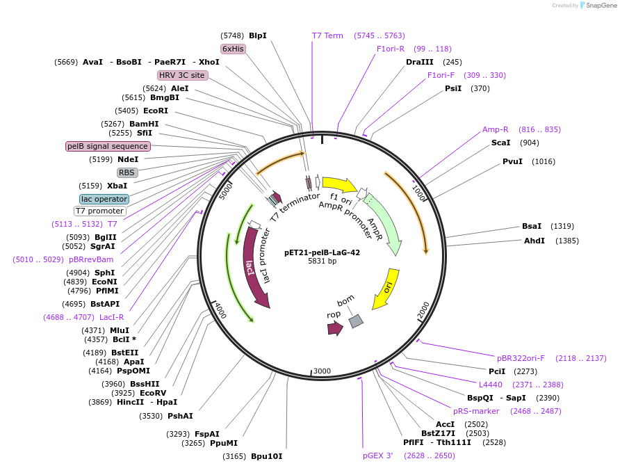 172758-plasmid-map-sequence-id-340142
