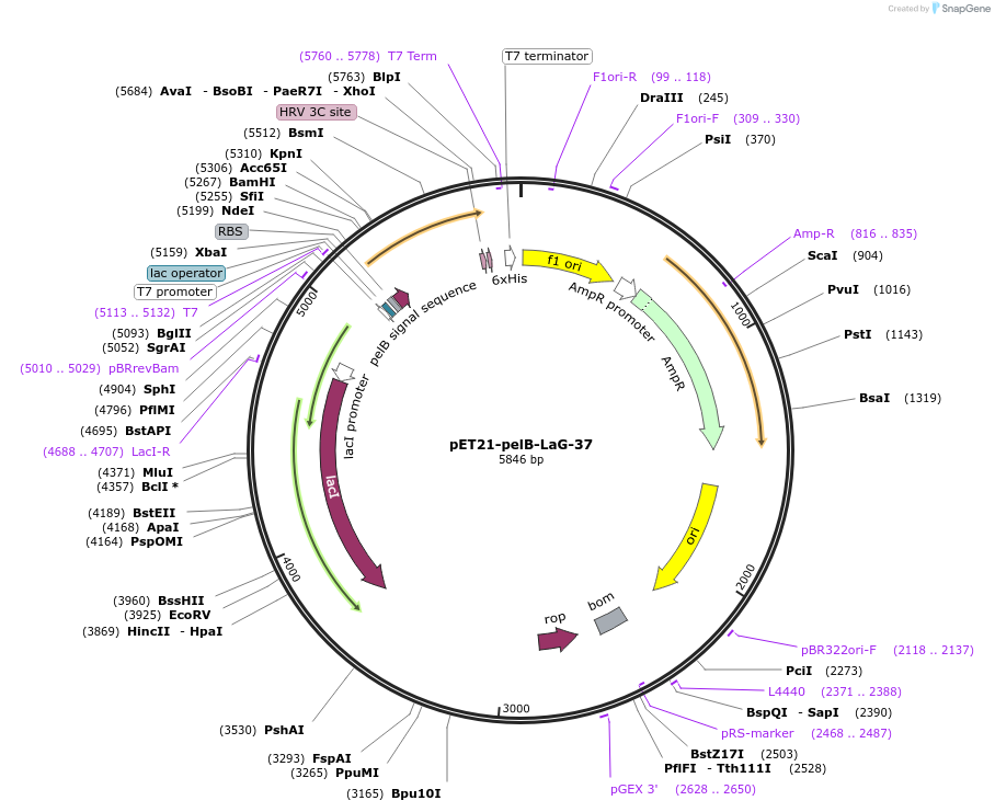 172756-plasmid-map-sequence-id-340143
