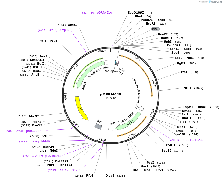 172941-plasmid-map-sequence-id-340147
