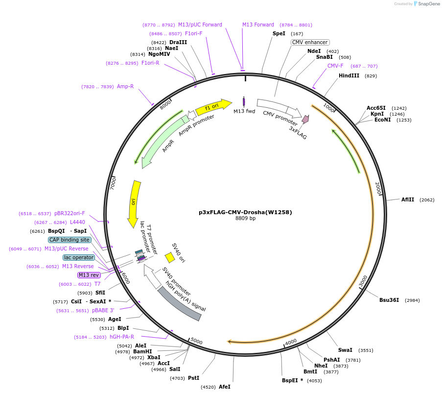 171535-plasmid-map-sequence-id-340150