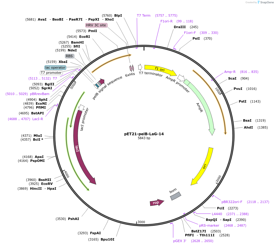 172745-plasmid-map-sequence-id-340156