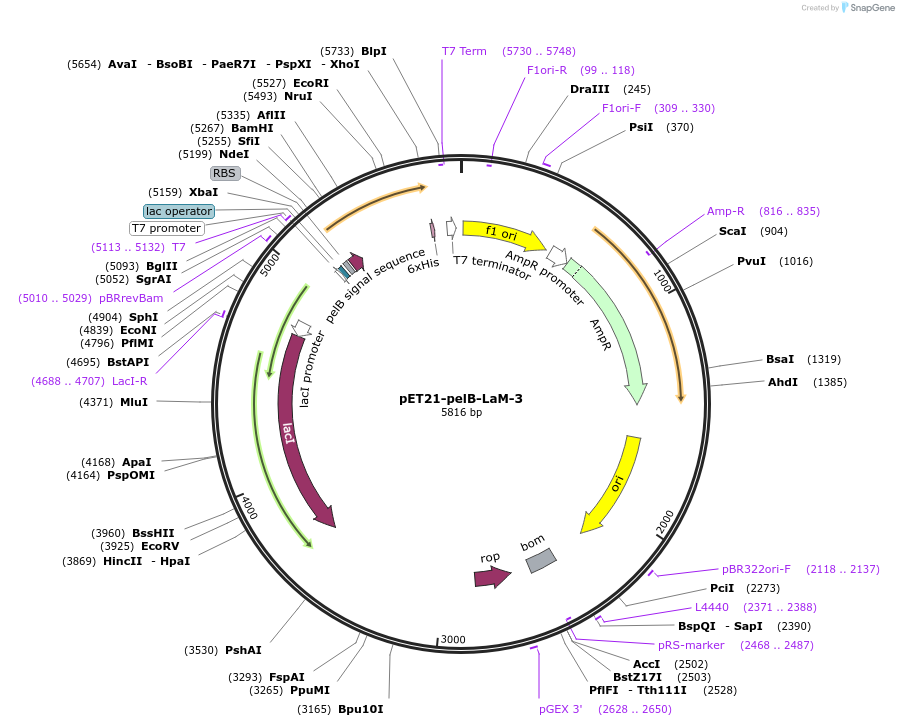 172769-plasmid-map-sequence-id-340159