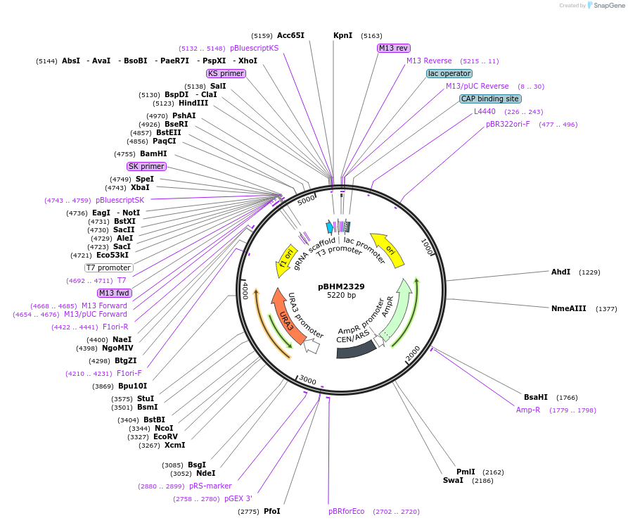 171686-plasmid-map-sequence-id-340161