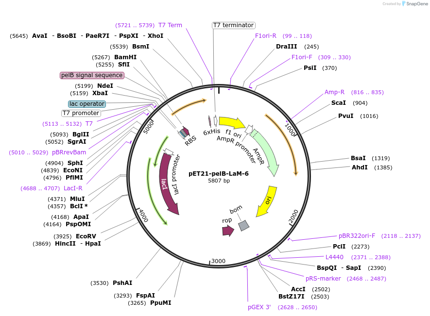 172771-plasmid-map-sequence-id-340163