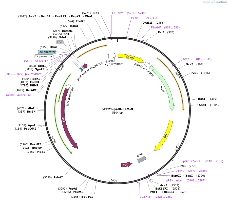 172772-plasmid-map-sequence-id-340166