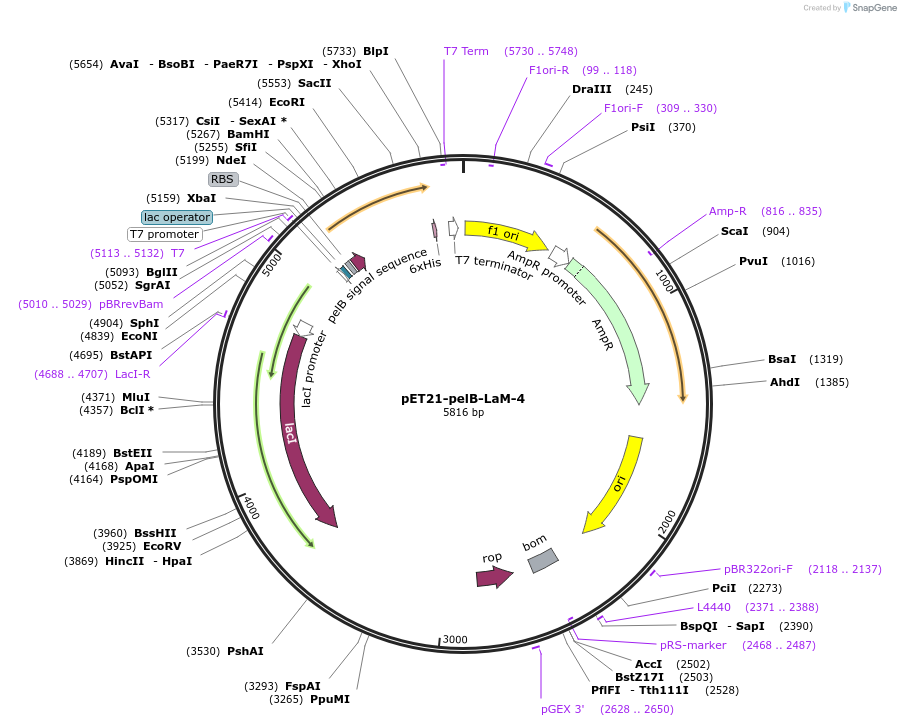 172770-plasmid-map-sequence-id-340171
