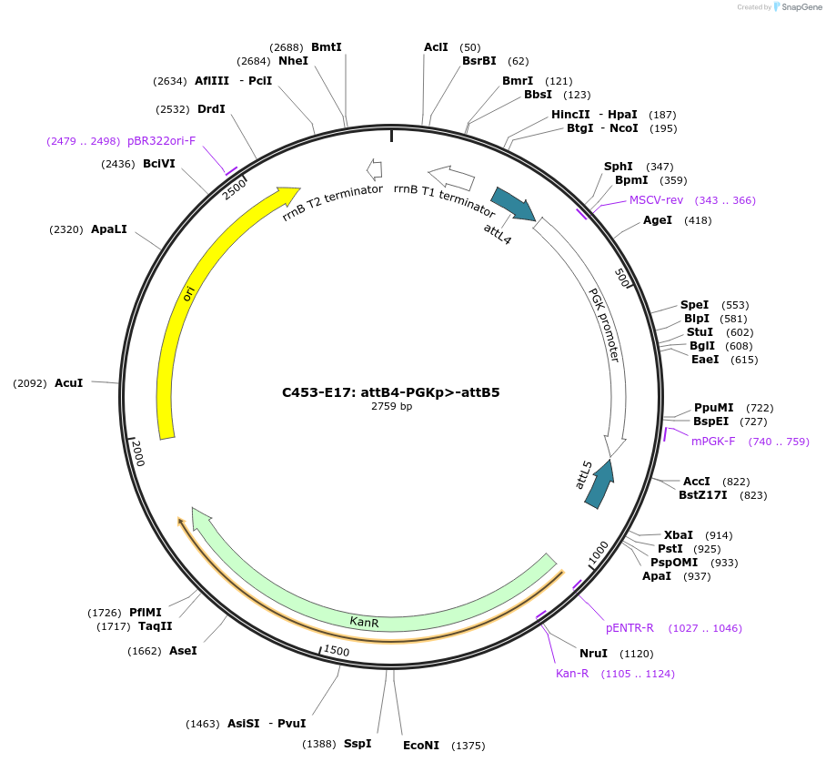 162976-plasmid-map-sequence-id-340172