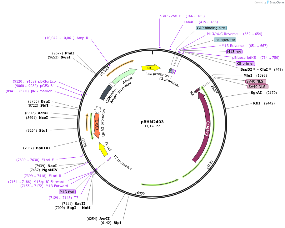 171687-plasmid-map-sequence-id-340174
