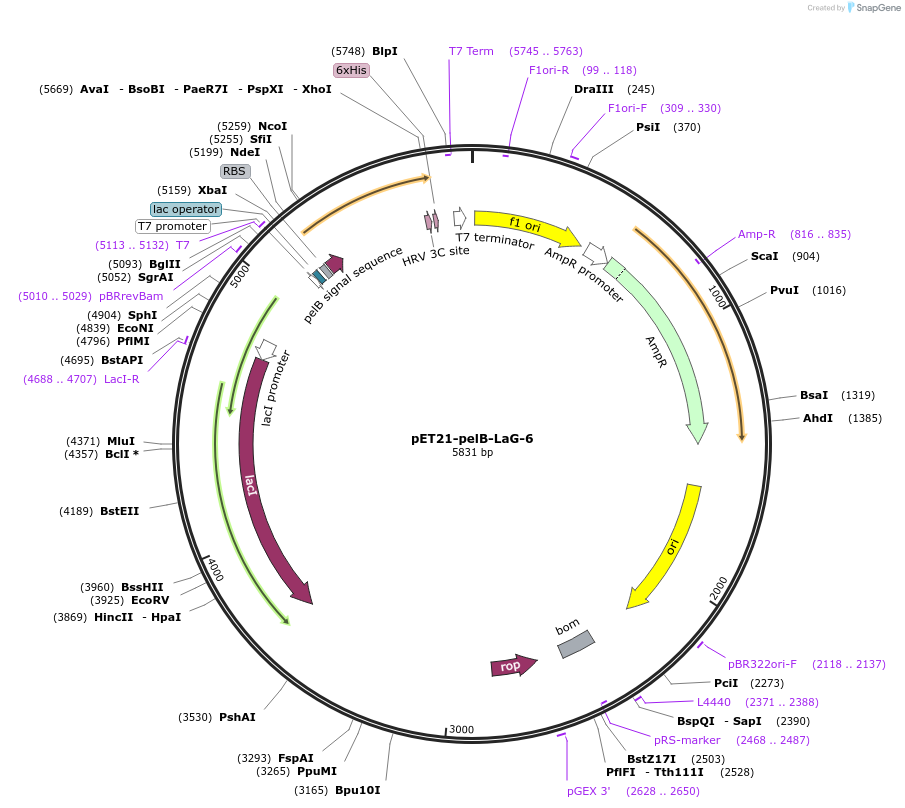 172741-plasmid-map-sequence-id-340175