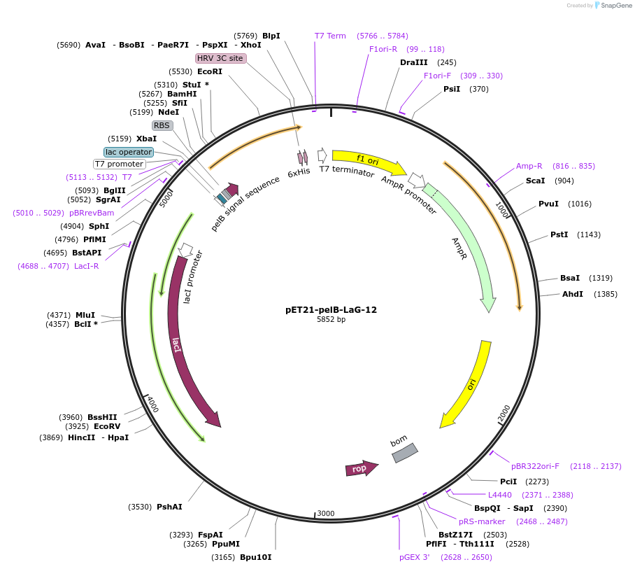172744-plasmid-map-sequence-id-340177