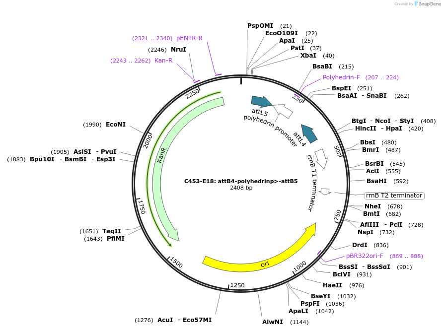 162977-plasmid-map-sequence-id-340178