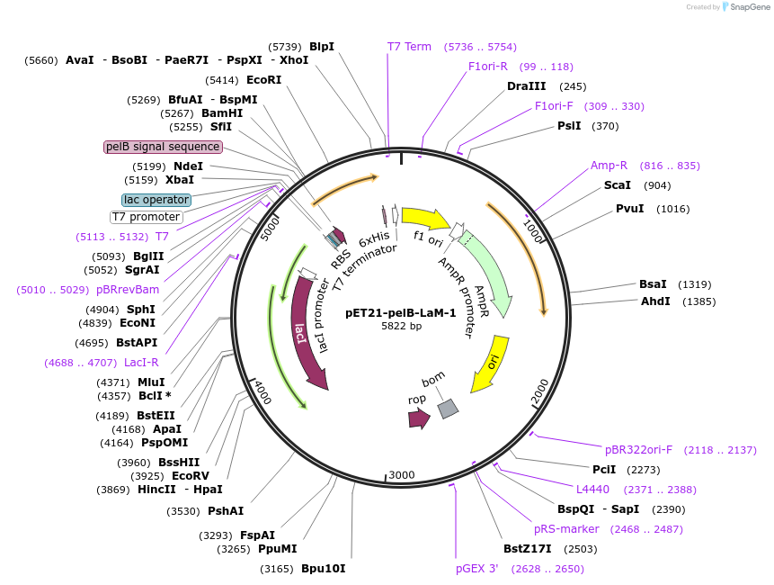 172767-plasmid-map-sequence-id-340179