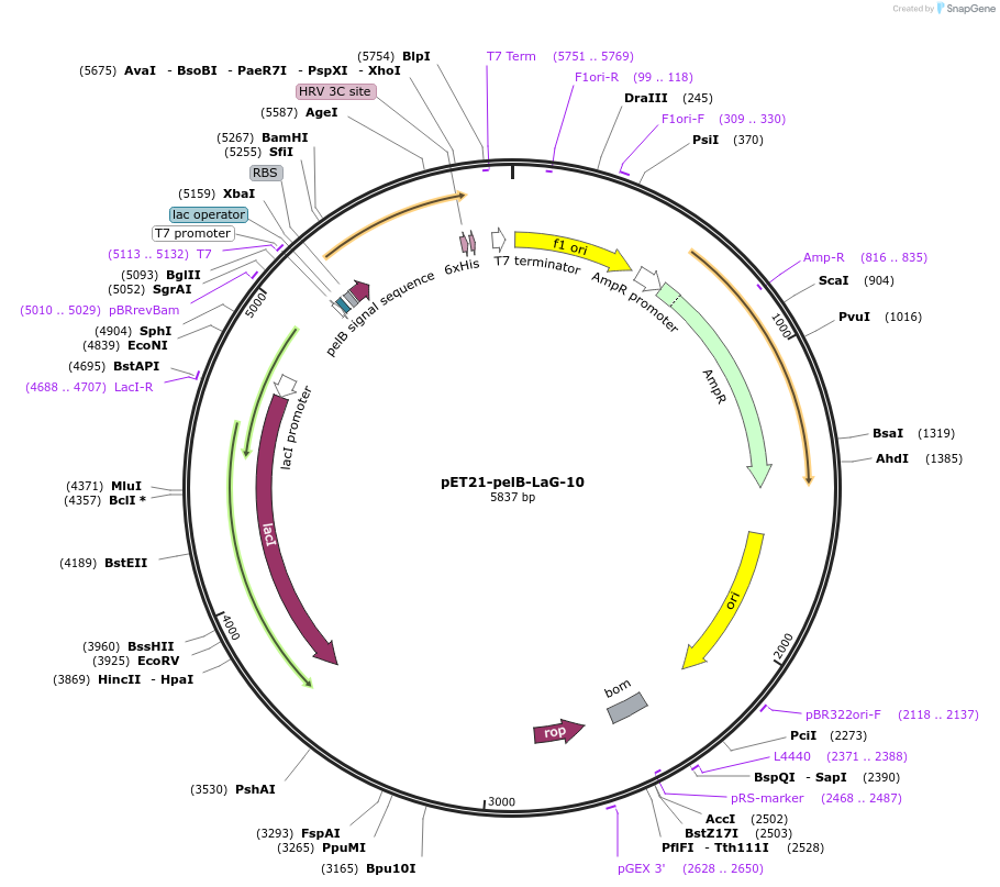 172743-plasmid-map-sequence-id-340181