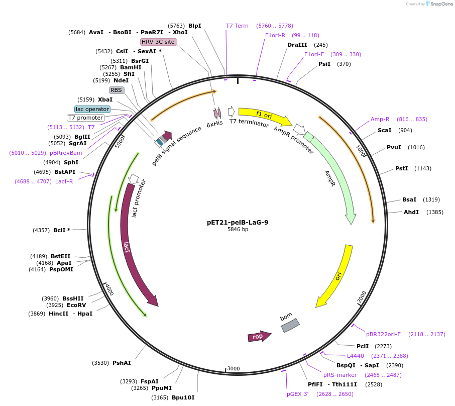 172742-plasmid-map-sequence-id-340182