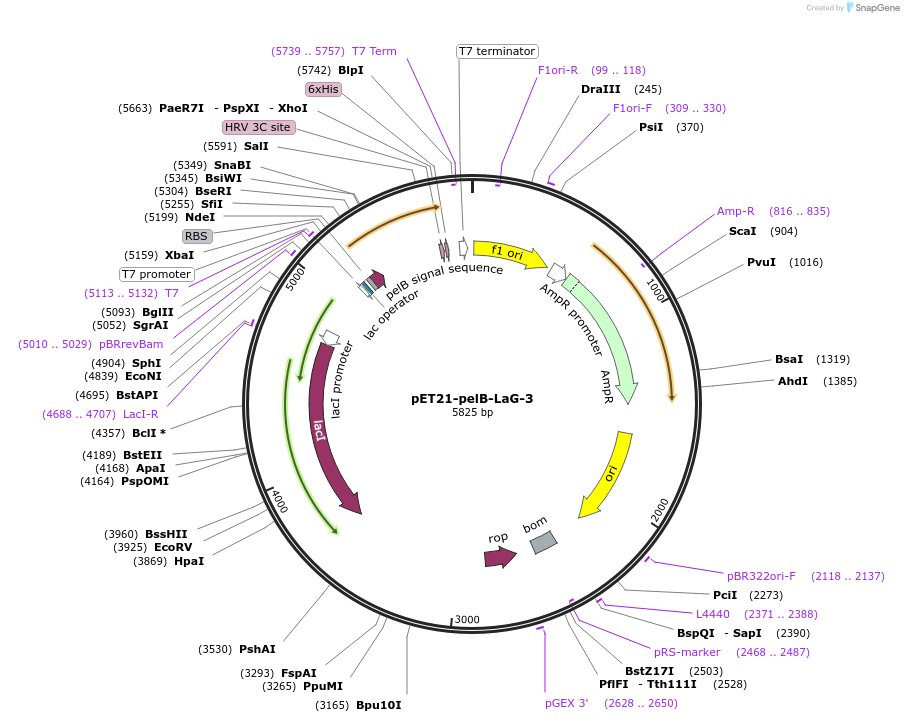 172740-plasmid-map-sequence-id-340191