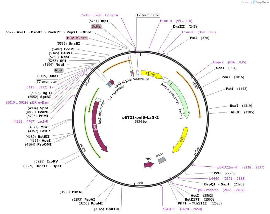 172739-plasmid-map-sequence-id-340192