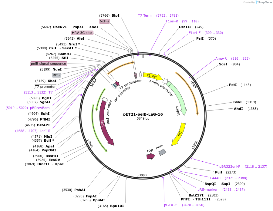 172746-plasmid-map-sequence-id-340197
