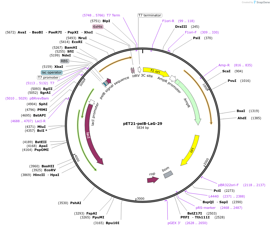 172753-plasmid-map-sequence-id-340198