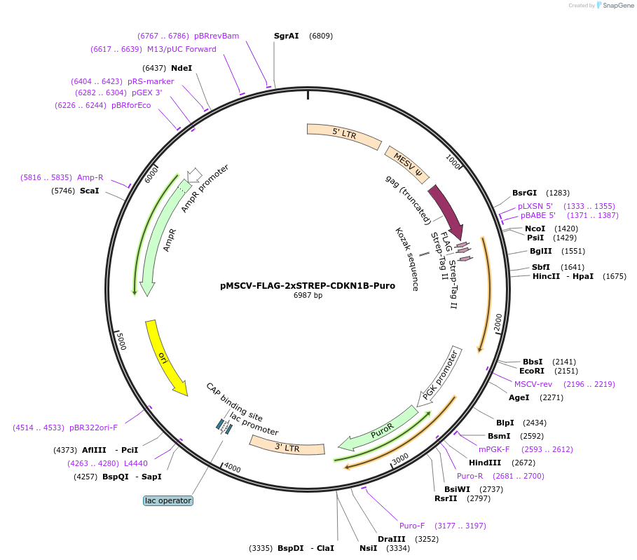 172611-plasmid-map-sequence-id-340199