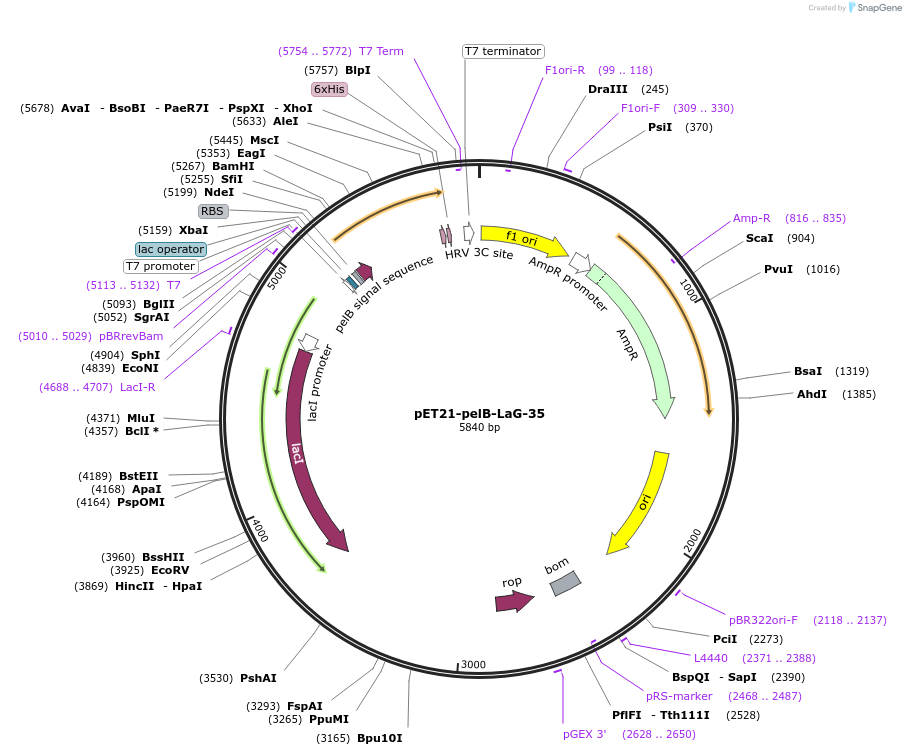 172755-plasmid-map-sequence-id-340200