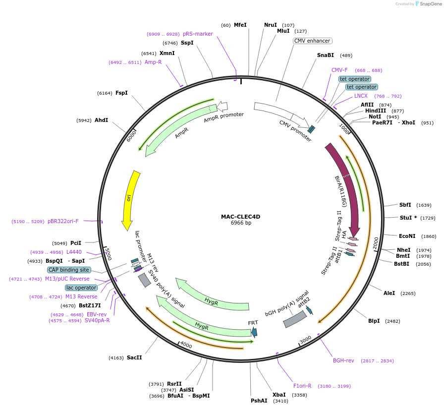 172411-plasmid-map-sequence-id-340205