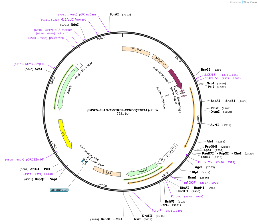 172618-plasmid-map-sequence-id-340206