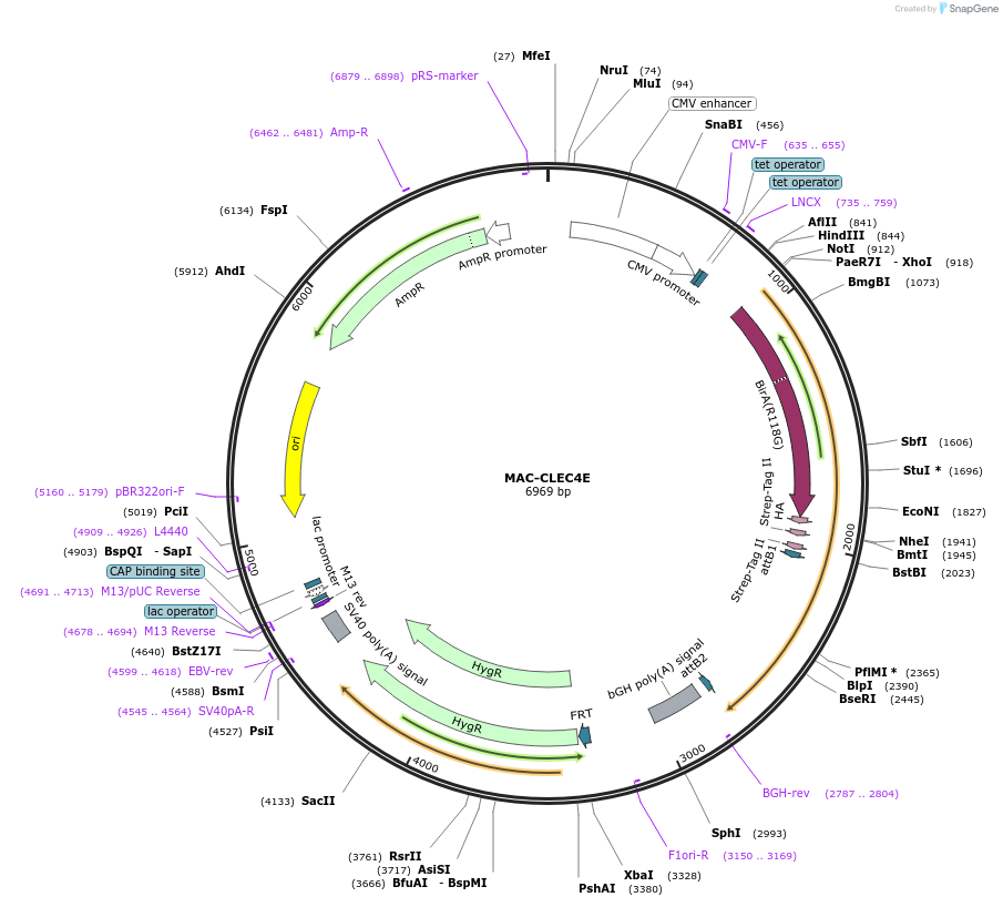 172412-plasmid-map-sequence-id-340207