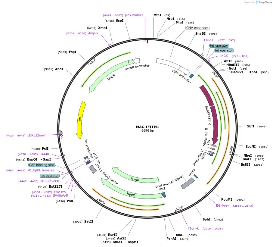 172417-plasmid-map-sequence-id-340213