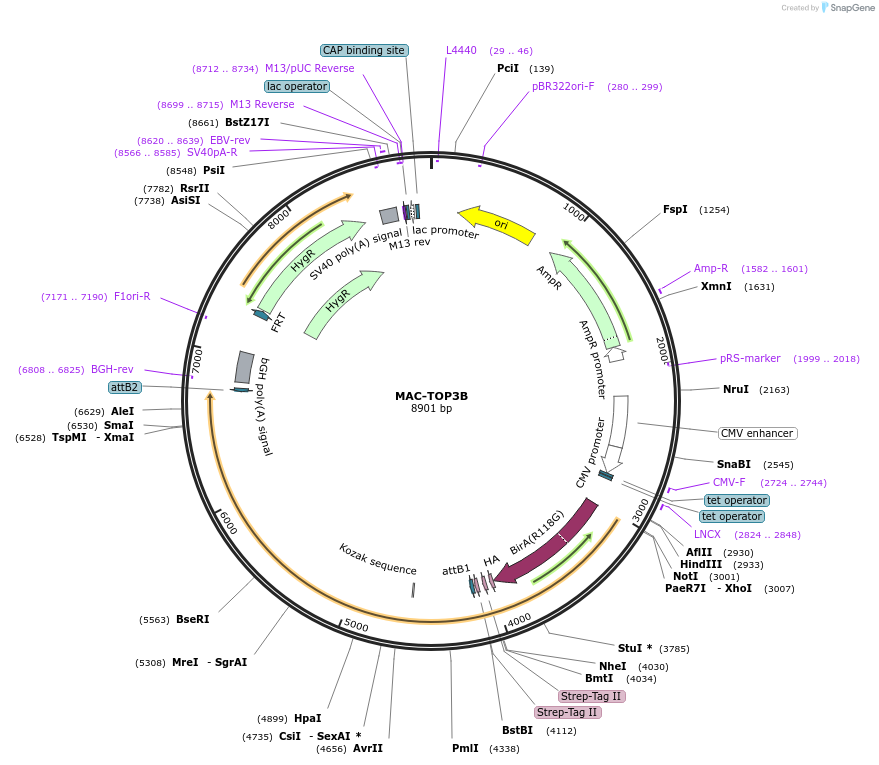 172423-plasmid-map-sequence-id-340224
