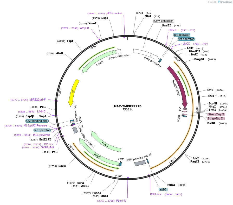 172421-plasmid-map-sequence-id-340225