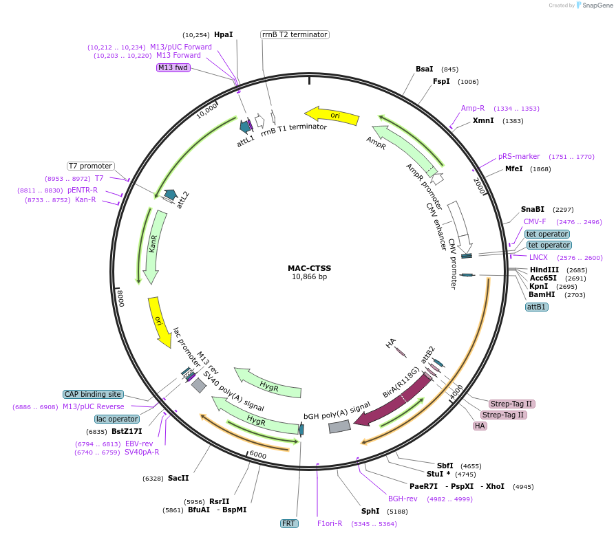 172415-plasmid-map-sequence-id-340226