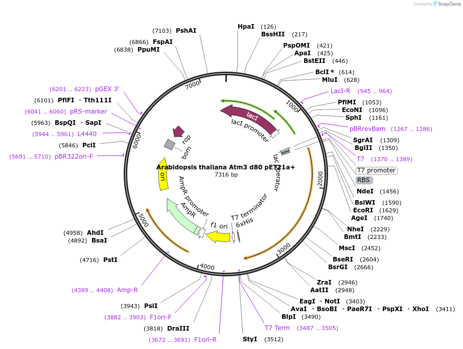 173045-plasmid-map-sequence-id-340256