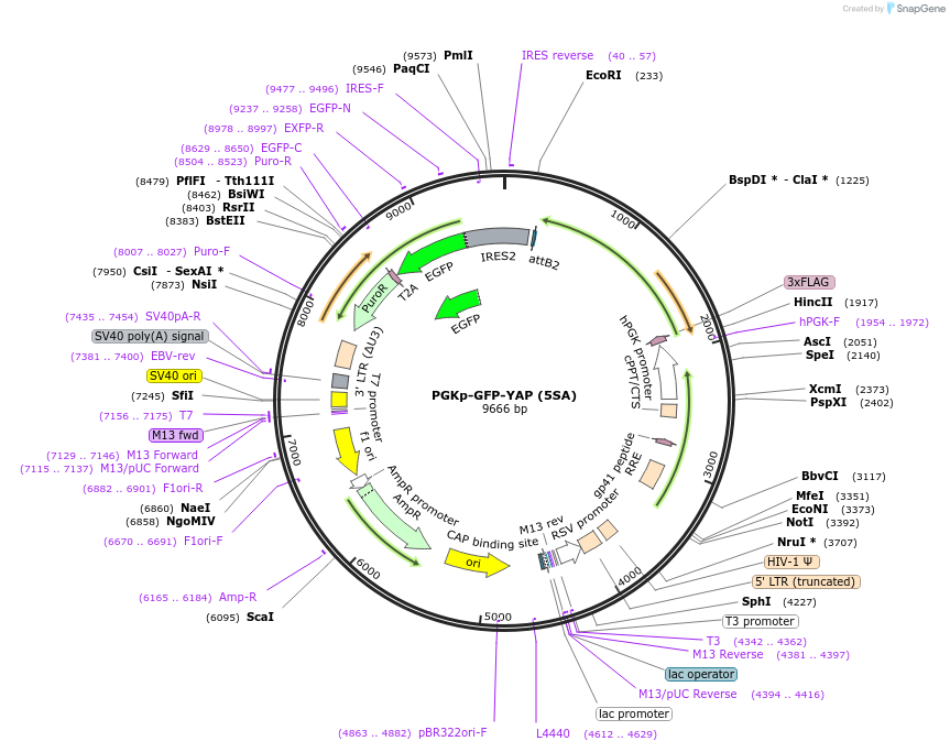174174-plasmid-map-sequence-id-340277