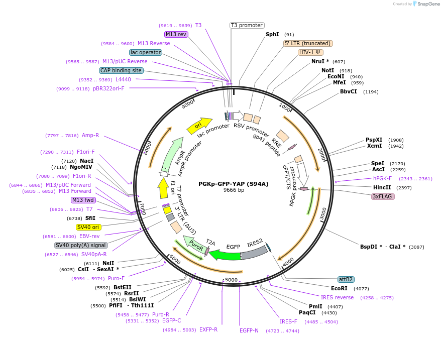 174173-plasmid-map-sequence-id-340279