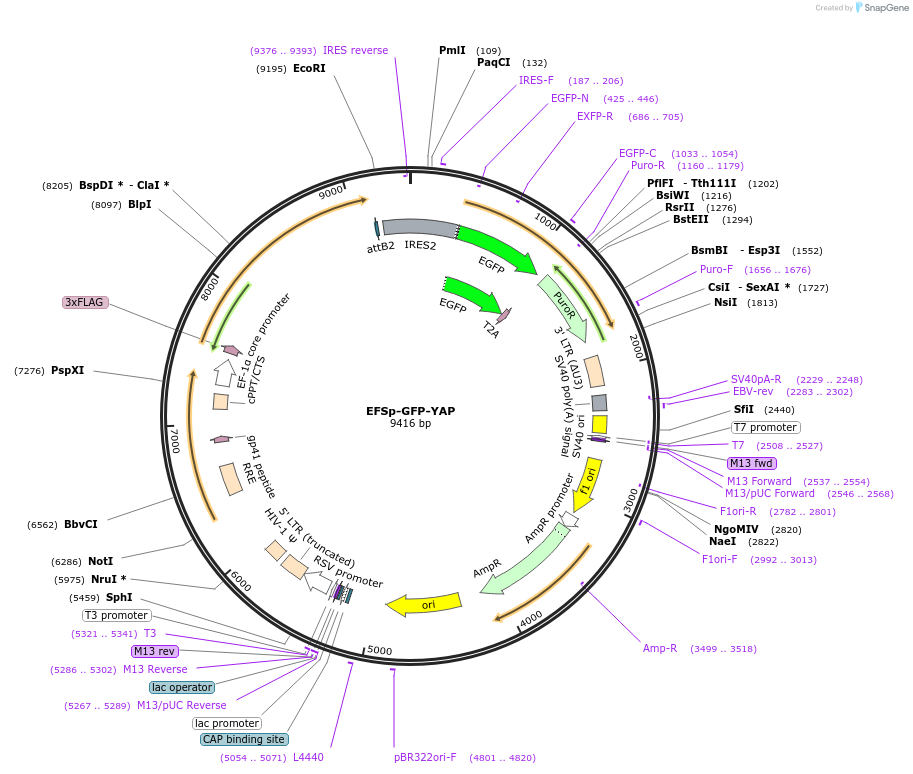 174168-plasmid-map-sequence-id-340284