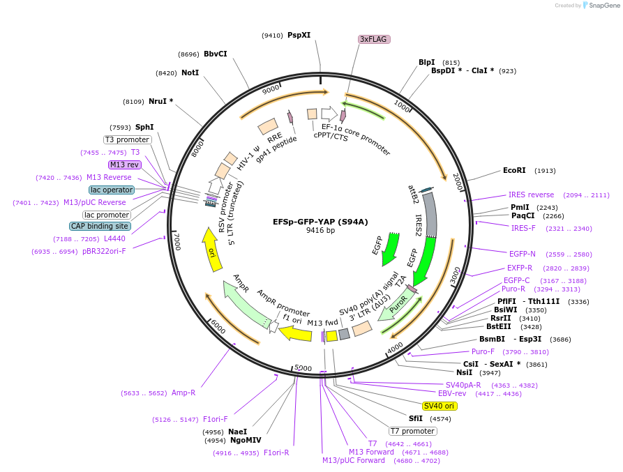 174169-plasmid-map-sequence-id-340290