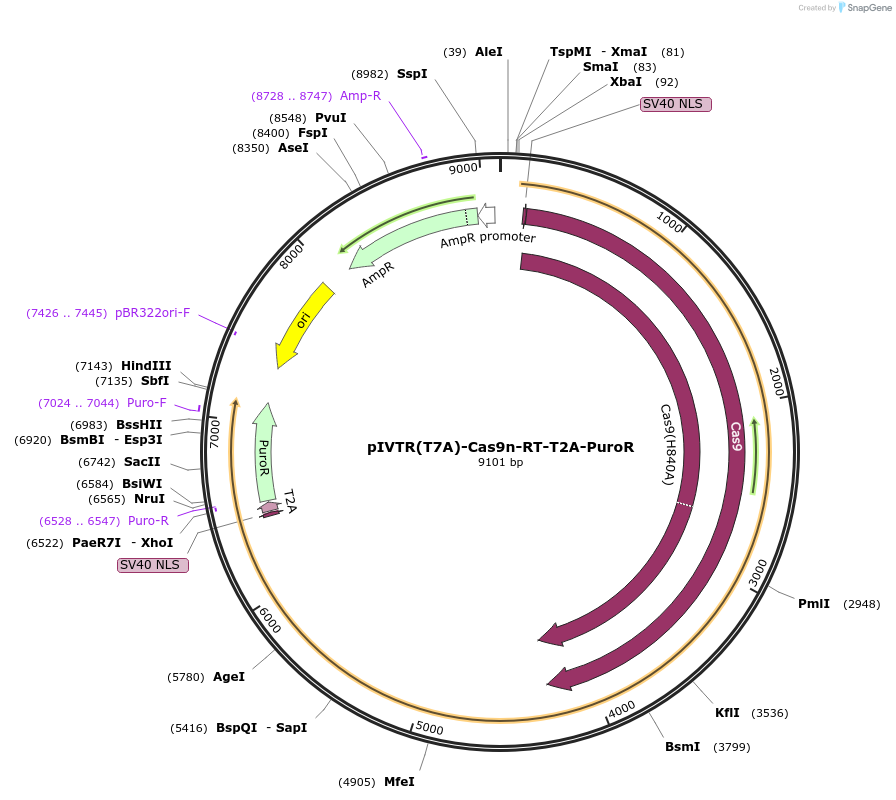 172296-plasmid-map-sequence-id-340322