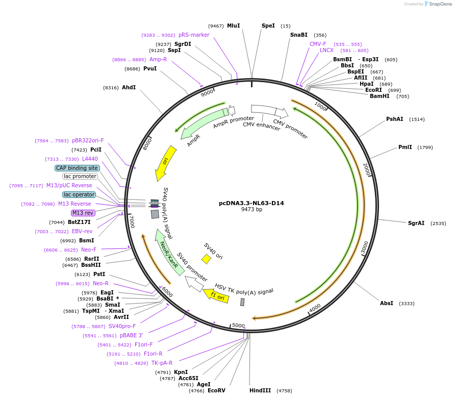 172666-plasmid-map-sequence-id-340330