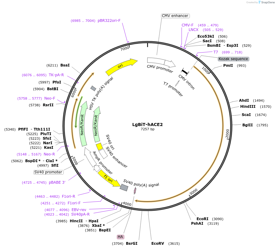 173431-plasmid-map-sequence-id-340335