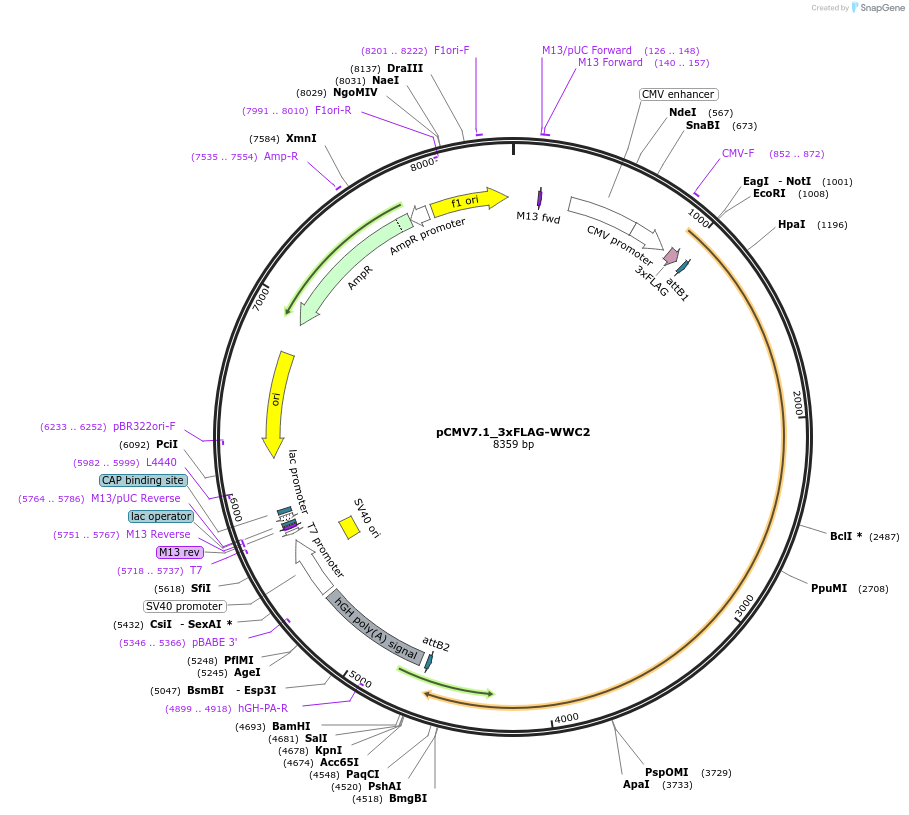 172995-plasmid-map-sequence-id-340440