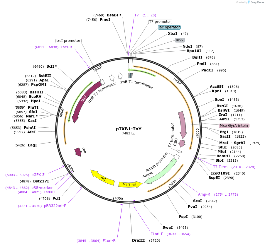 163975-plasmid-map-sequence-id-340458