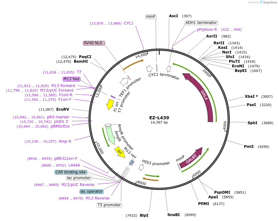 169146-plasmid-map-sequence-id-340491