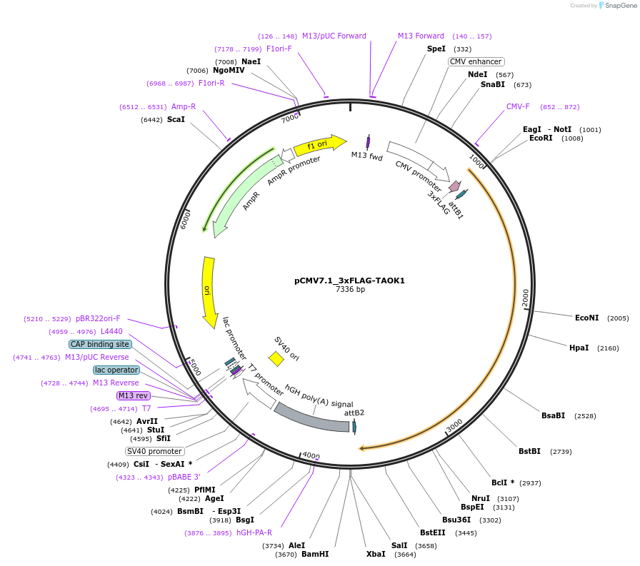 172991-plasmid-map-sequence-id-340493