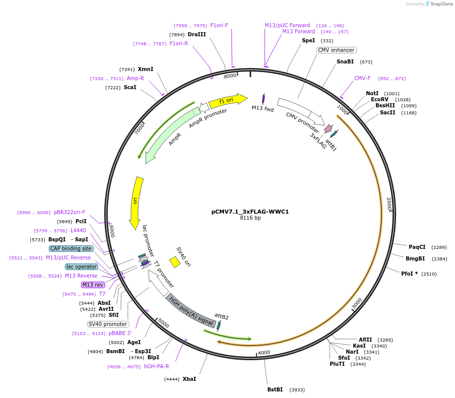 172994-plasmid-map-sequence-id-340494
