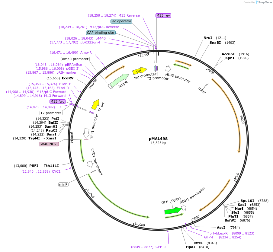 169154-plasmid-map-sequence-id-340511