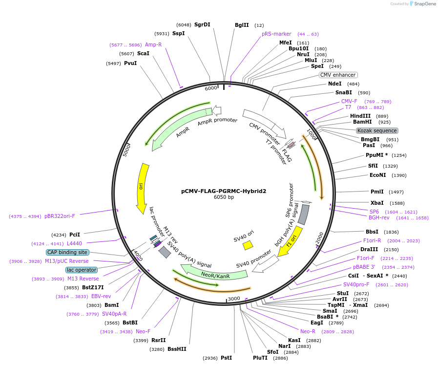 173470-plasmid-map-sequence-id-340512