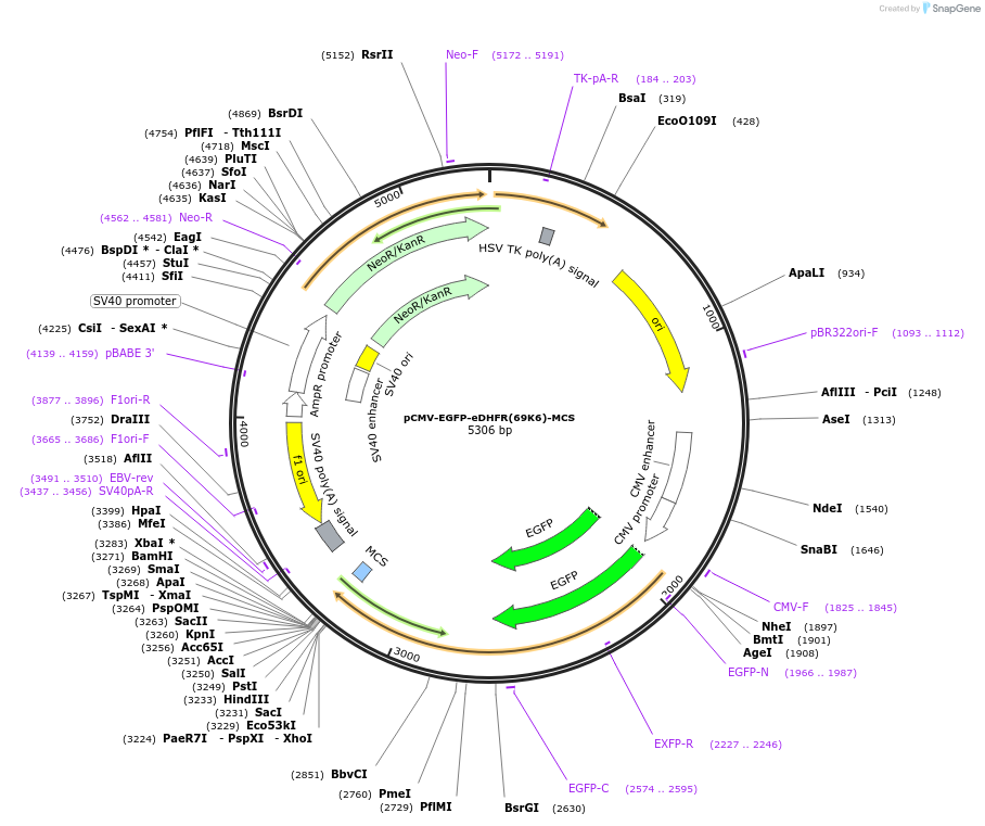 172100-plasmid-map-sequence-id-340527